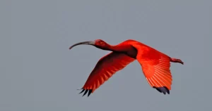Picture of Guará