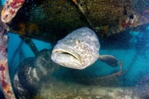 Picture of Peixe Mero